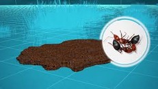 Bí quyết giúp kiến lửa sống sót qua lũ lụt