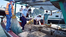 Những trường hợp nào Cảnh sát biển Việt Nam được dừng tàu thuyền?