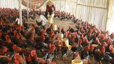 Người dân cần thực hiện các biện pháp để phòng bệnh cúm gia cầm lây sang người. Ảnh: TTXVN.