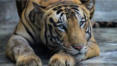 Ảnh minh họa: AP