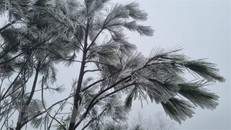 Băng giá phủ trắng đường lên đỉnh Tà Xùa và Tà Chì Nhù, xã Xà Hồ, huyện Trạm Tấu, tỉnh Yên Bái trong ngày 24/1. (Ảnh: TTXVN phát)