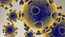 Hình ảnh do Cơ quan dược phẩm và thực phẩm Mỹ cung cấp về virus SARS-CoV-2 gây dịch viêm đường hô hấp cấp COVID-19. Ảnh: AFP/TTXVN