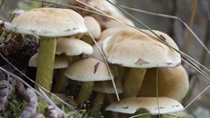 Hơn chục người bị ngộ độc nhập viện do ăn nấm rừng