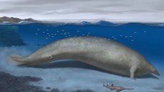 Hình ảnh phục dựng cá voi khổng lồ Peru sống trong môi trường sống ven biển. Ảnh: The Guardian