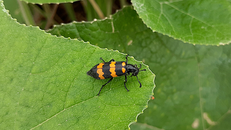 Ngộ độc nặng sau khi ăn sâu ban miêu 