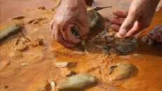 Kiểm tra hiện trường, điều tra nguyên nhân nước đổi màu, cá chết trên sông Nậm Huống