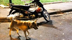 Ảnh minh họa: Hồng Đạt/TTXVN