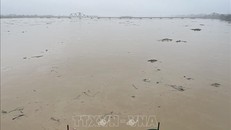 Lúc 7 giờ ngày 11/9, mực nước trên sông Hồng tại Hà Nội là 10,70m, trên báo động 2 là 0,20m (ảnh chụp lúc 7h50 ngày 11/9). Ảnh: Minh Quyết/TTXVN