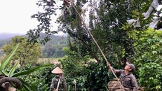 Mùa mắc coọc ở Mường Chanh