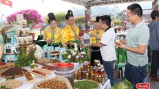 Hỗ trợ doanh nghiệp, HTX sản xuất, tiêu thụ nông sản