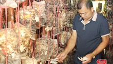 Chiềng La nhân rộng các mô hình kinh tế