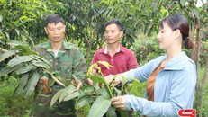 Liên kết sản xuất, tăng giá trị sản phẩm nông sản