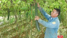 Thu nhập cao từ sản xuất rau, quả an toàn