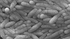 Vi khuẩn gây ngộ độc thực phẩm có thể giúp chiến đấu với ung thư