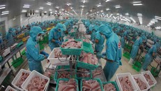 Chế biến cá tra xuất khẩu tại nhà máy của tập đoàn Sao Mai (An Giang). 