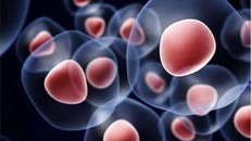 Phát hiện đột phá về "chìa khóa" làm chậm quá trình lão hóa