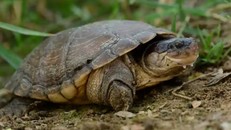 Chỉ số bảo tồn mới hé lộ tương lai u ám của loài bò sát