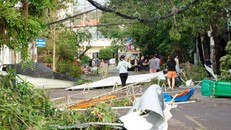 Bão số 13 làm nhiều cây xanh tại Quy Nhơn bị ngã đổ.