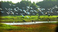 Bảo tồn kết hợp phát triển du lịch sinh thái vườn Quốc gia Tràm Chim