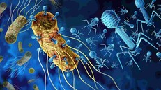 Mô hình 3D về virus thực khuẩn hứa hẹn giải pháp thay thế thuốc kháng sinh