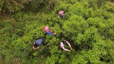 Thị trường trà cổ thụ: Sắp hết thời giá rẻ, nhà đầu tư sẽ gom trà như gom vàng?