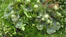 Khám phá loại gene cổ đại giúp thực vật sinh trưởng, thích nghi và tồn tại