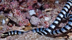 1000 người có thể bị chết bởi nọc độc của rắn Belcher