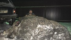Lợn rừng 500 kg bị thợ săn Nga bắn chết