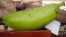 Giống chuối nặng 1kg giá 20.000/quả ở miền Tây