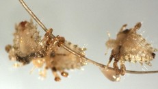 Rùng mình trước sự tái xuất của rận mu