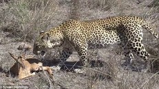 Báo đốm bỗng nhiên 'dễ dãi' tha chết cho linh dương con