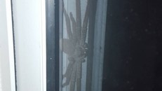 Kinh hãi phát hiện nhện thợ săn khổng lồ nấp ngoài cửa nhà