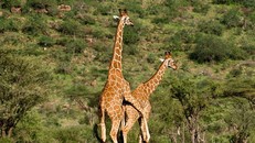 Những cách 'yêu' kỳ quái của các loài động vật