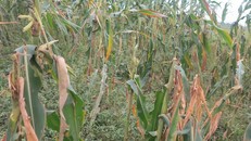 Chuyện lạ ở Nghệ An: Thuốc chuột không giệt được chuột