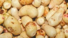 Khoai môn Trung Quốc và bí mật động trời