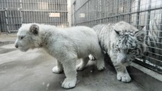 Những hình ảnh đầu tiên về cặp hổ trắng cực hiếm tại Trung Quốc