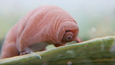 Phát hiện mới hé lộ sự bất tử của bọ gấu nước