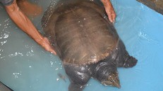 Bắt được ‘cua đinh’ quý hiếm trong Sách Đỏ ở hầm nuôi cá tra