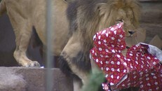 Sở thú Ba Lan tặng quà Giáng sinh cho động vật