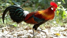 Xôn xao cặp gà rừng cúng tết có giá 10 triệu đồng