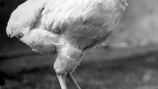 Vì sao chú gà có thể sống 18 tháng mà không có đầu?