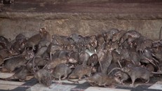 Kỳ lạ ngôi đền nuôi tới 20 nghìn con chuột ở Ấn Độ