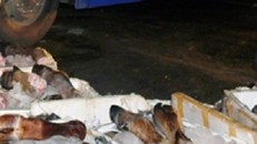 Gần 700kg chân trâu bò hôi thối bị bắt khi đang trên đường tiêu thụ