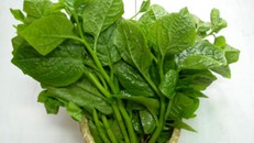 Những người có thèm cũng không được ăn mùng tơi