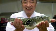 Đặc sản ẩm thực Nhật chứa độc tố có thể giết chết 30 người