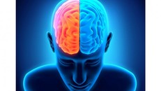 Có gì khác biệt trong não phải và não trái của con người?