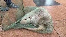 Trường học 'tá hỏa' phát hiện chuột khổng lồ dài 1 mét, nặng 10 kg