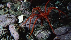 Phát hiện loài nhện biển khổng lồ ở Nam Cực gây chấn động