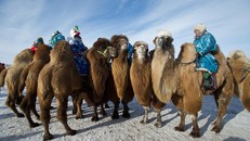 Lễ hội đua lạc đà độc đáo ở Mông Cổ