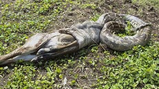 Rùng rợn trăn khổng lồ nuốt trọn dê núi rồi nhả ra vì suýt nghẹn